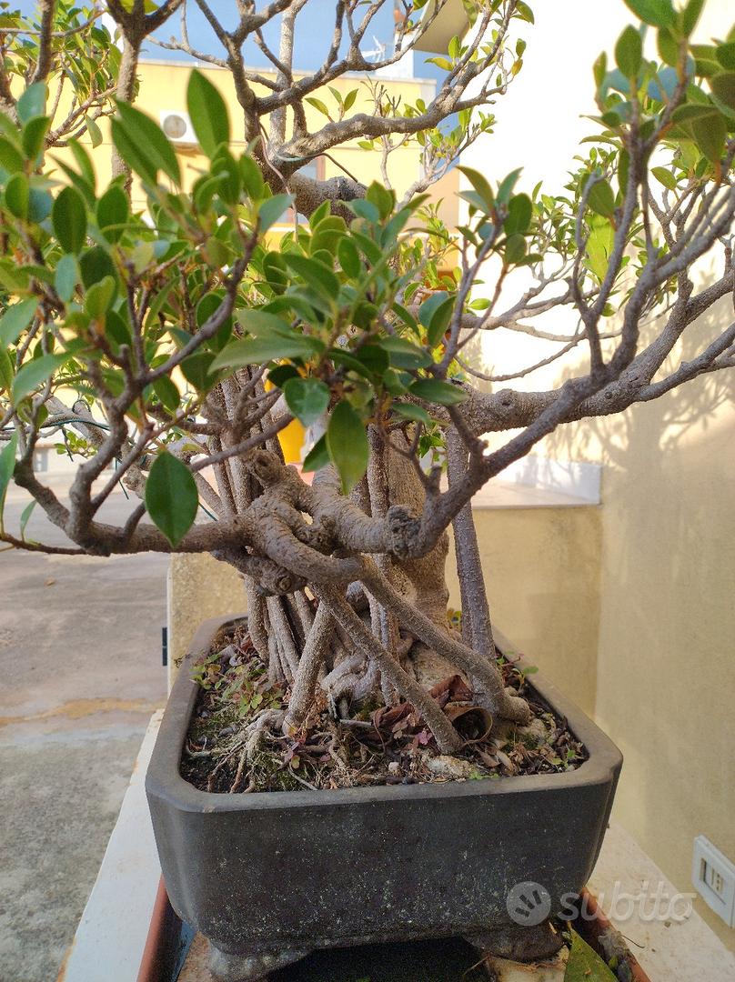 Attrezzi bonsai semiprofessionali 15 pezzi - Giardino e Fai da te In  vendita a Taranto