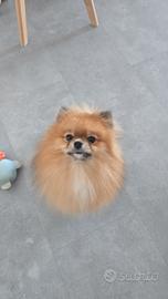 Volpino di pomerania