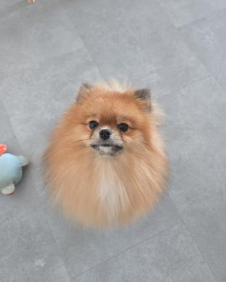 Volpino di pomerania