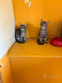 Gattini cuccioli maschi