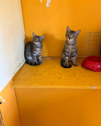 Gattini cuccioli maschi
