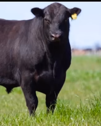 Black Angus