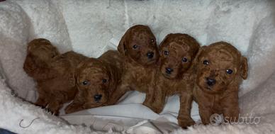 Barboncino Cuccioli Red Toy