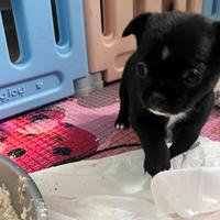 Chihuahua nero lucido cucciolo