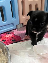 Chihuahua nero lucido cucciolo