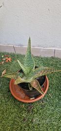 Piantine Aloe Vera