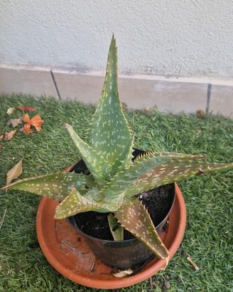 Piantine Aloe Vera