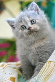 BRITISH Shorthair cucciola