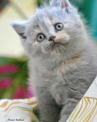 BRITISH Shorthair cucciola