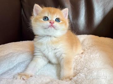 British Shorthair, Scottish straight
