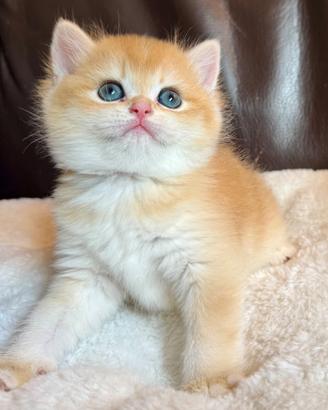British Shorthair, Scottish straight