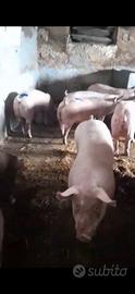 Maiali duroc danesi suini