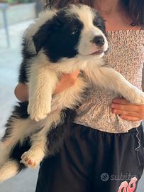 Border collie maschio con pedigree