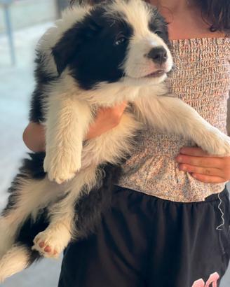 Border collie maschio con pedigree