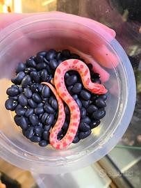 Baby Hognose nasicus albino Conda Purple