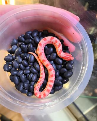 Baby Hognose nasicus albino Conda Purple