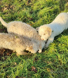 Ultimo Lagotto Romagnolo