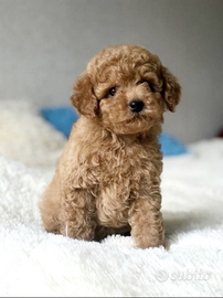 Cucciolo di barboncino albicocca