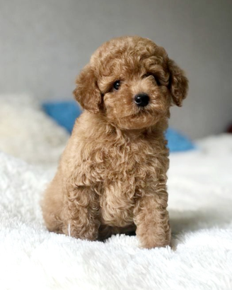 Cucciolo di barboncino albicocca