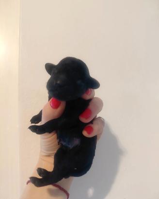 Toy/ Pedigree Enci /