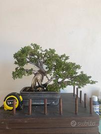 Bonsai shoin ginepro kishu