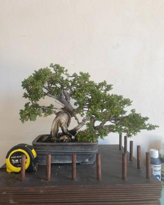 Bonsai shoin ginepro kishu