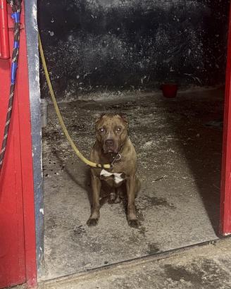 Pitbull Red nose