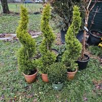 Spirali e cipressi