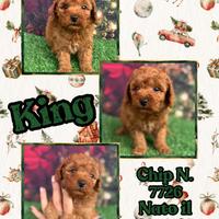 Barboncino nano piccolo fulvo _ KING