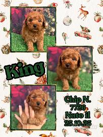 Barboncino nano piccolo fulvo _ KING