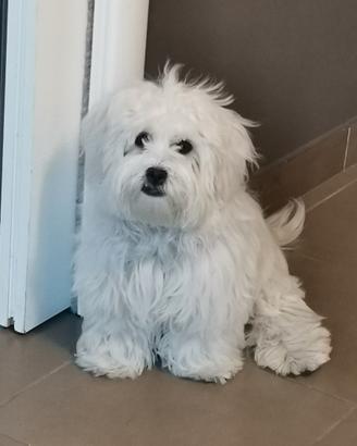 Maltese Maschio per Accoppiamento