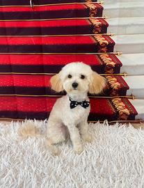 Cane maltipoo per monta maschio