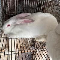 Conigli californiani