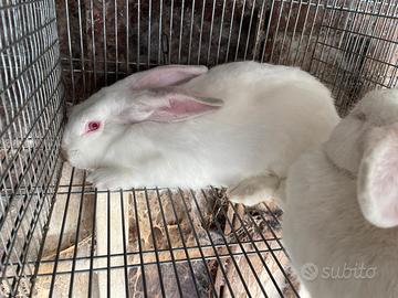 Conigli californiani