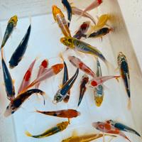 Carpe koi 7-14 cm miste