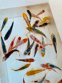 Carpe koi 7-14 cm miste
