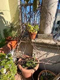 Piante vite canadese