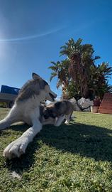 husky siberian
