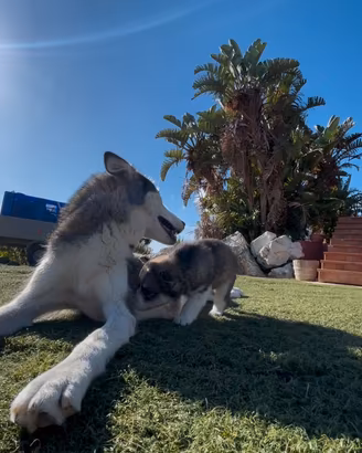 husky siberian