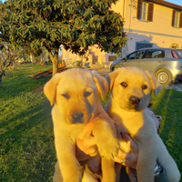 Cuccioli di labrador