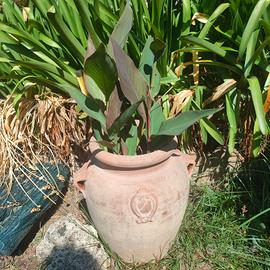 canna indica 