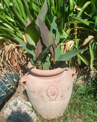 canna indica 