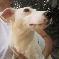 Parson rassell terrier