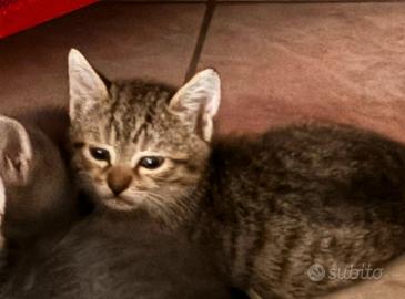Gattini