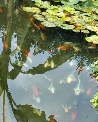 Carpe Koi Butterfly