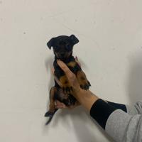 Pinscher toy cuccioli