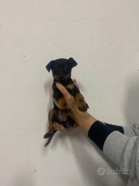 Pinscher toy cuccioli