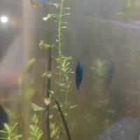 Neocaridine blu dream