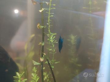 Neocaridine blu dream