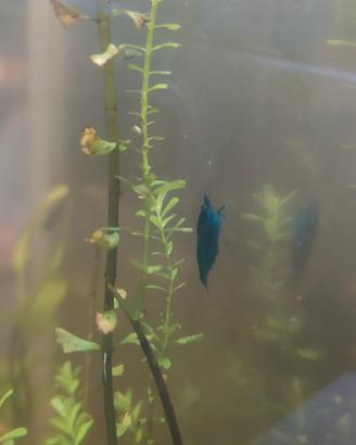 Neocaridine blu dream